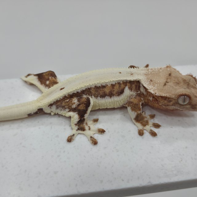 크림 릴리화이트 솔리드백