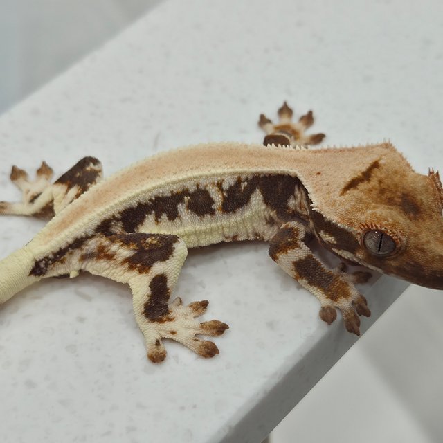 릴리화이트 솔리드백