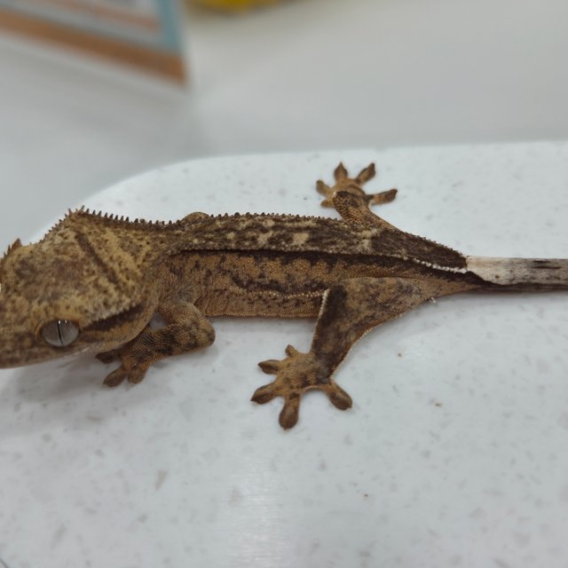 옐로우 팬텀 크림시클 노멀