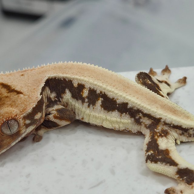 릴리화이트 솔리드백