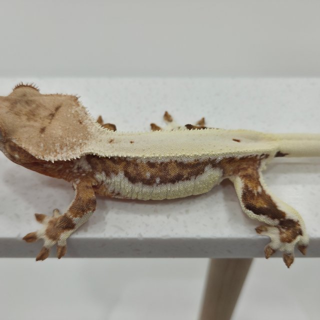 크림 릴리화이트 솔리드백