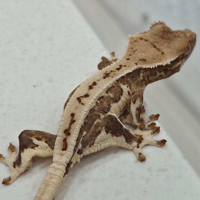 릴리화이트 옐로우 크림시클