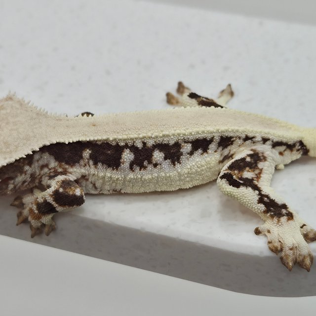 릴리화이트 솔리드백