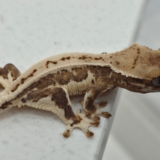 릴리화이트 옐로우 크림시클