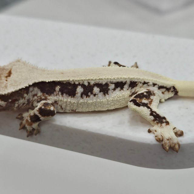 릴리화이트 솔리드백