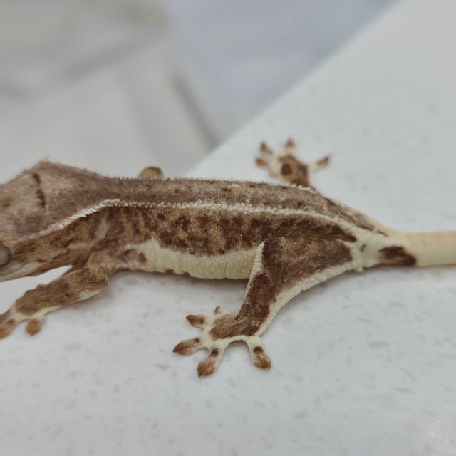 팬텀 릴리화이트