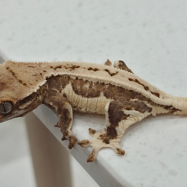 릴리화이트 옐로우 크림시클