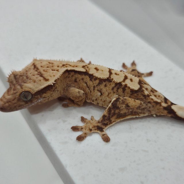 노멀 옐로우 브린들 할리퀸