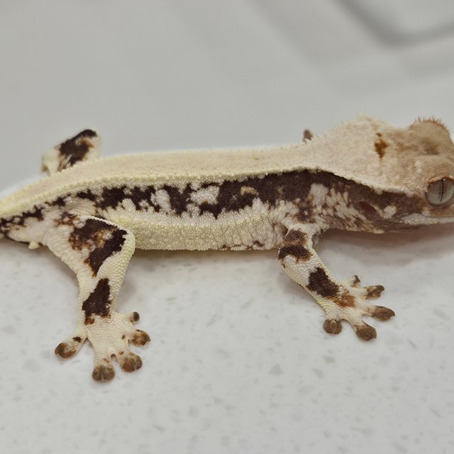 릴리화이트 솔리드백