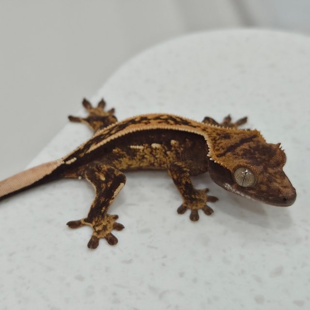 노멀 핀스트라이프 쿼드