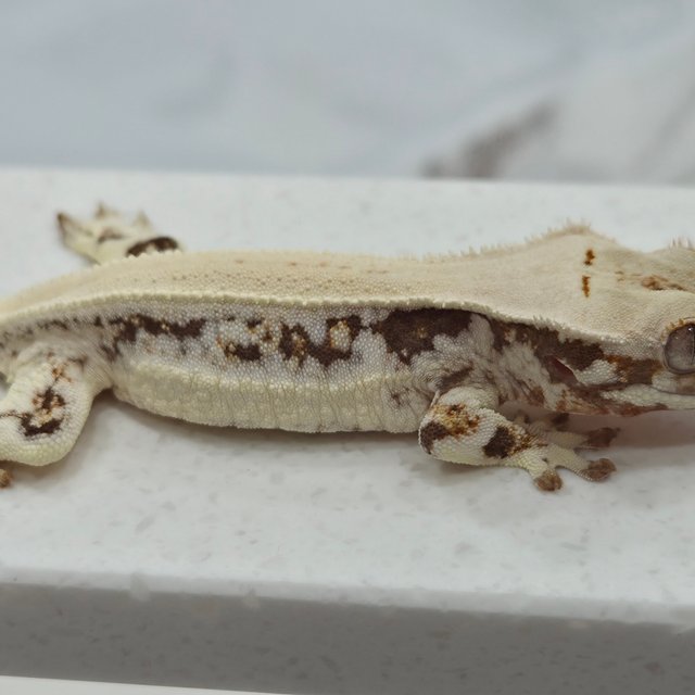 릴리화이트 솔리드백