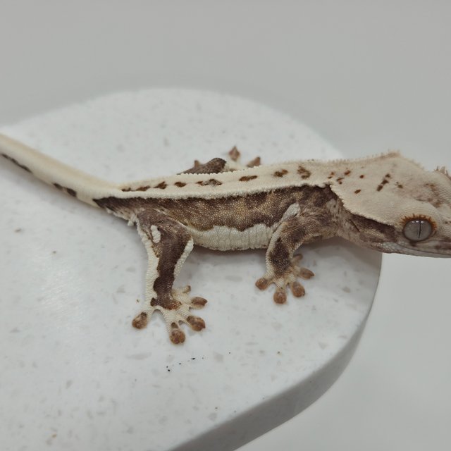 크림 옐로우 릴리화이트