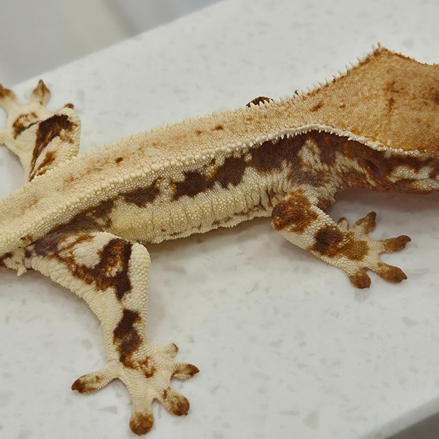 솔리드백 릴리화이트