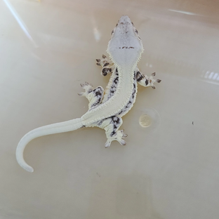 록시