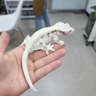 데이지