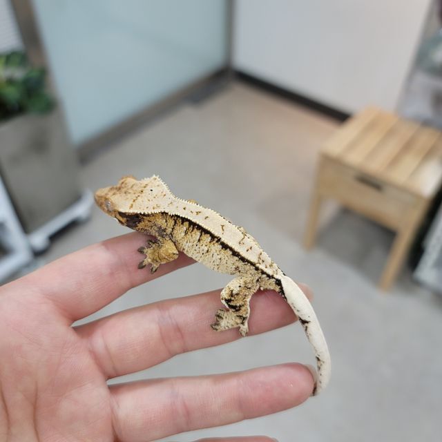노멀