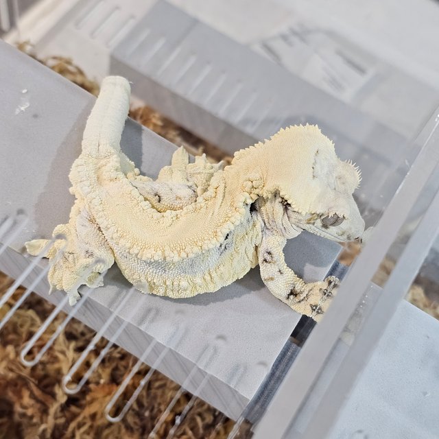 릴리화이트 판다