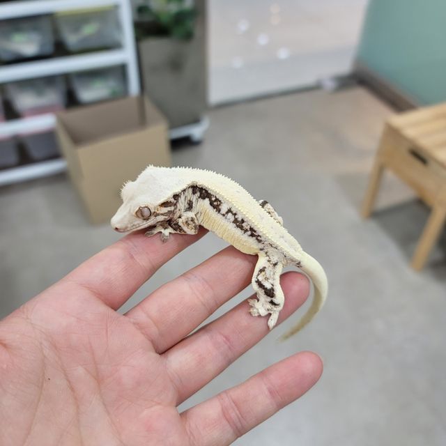 릴리화이트 판다