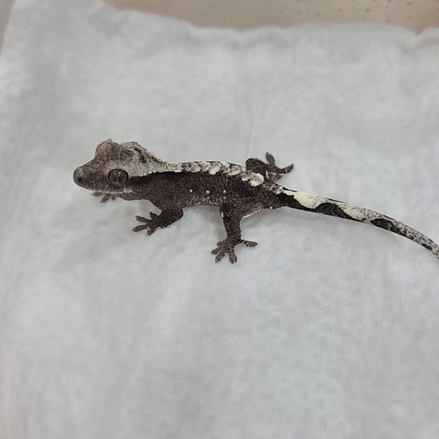아잔틱