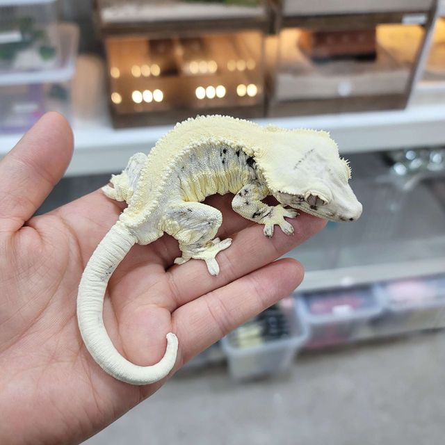 릴리화이트 판다
