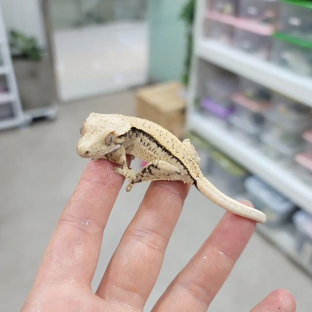 노멀