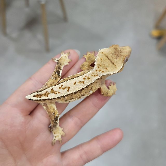 노멀 풀핀