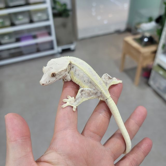 릴리화이트