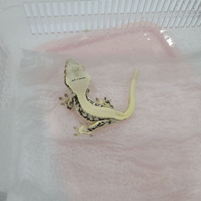 릴리화이트 판다
