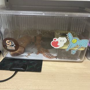 블랙나이트 텐저린