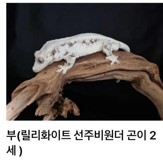 릴리화이트