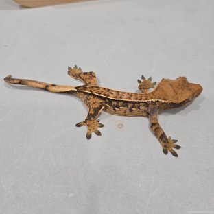 노멀 트라이 익스트림할리퀸 핀스트라이프