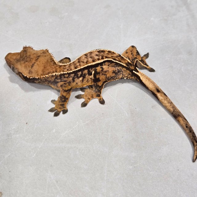 노멀 트라이 익스트림할리퀸 핀스트라이프