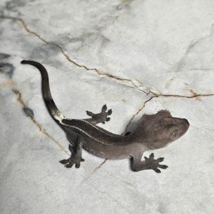아잔틱