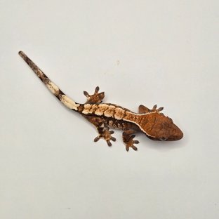 트라이 텐저린 세이블