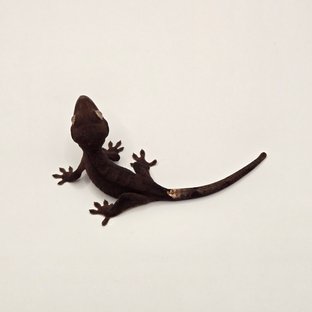 챠콜