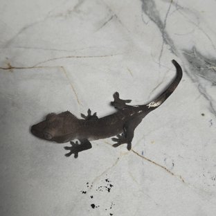 아잔틱