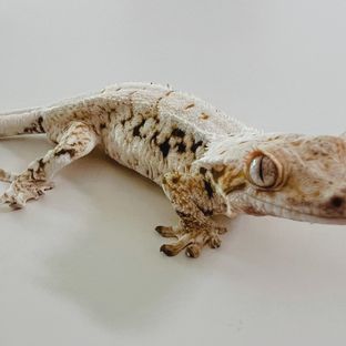 릴리화이트 트라이