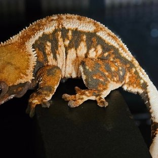 텐저린 익스트림할리퀸