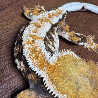 텐저린 익스트림할리퀸