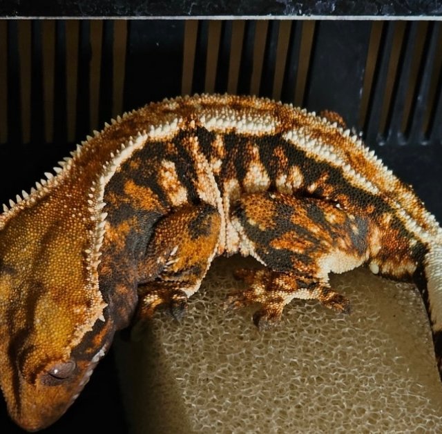 텐저린 익스트림할리퀸