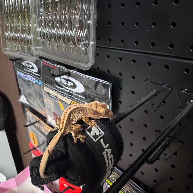 트라이 익스트림할리퀸 슈퍼스트라이프