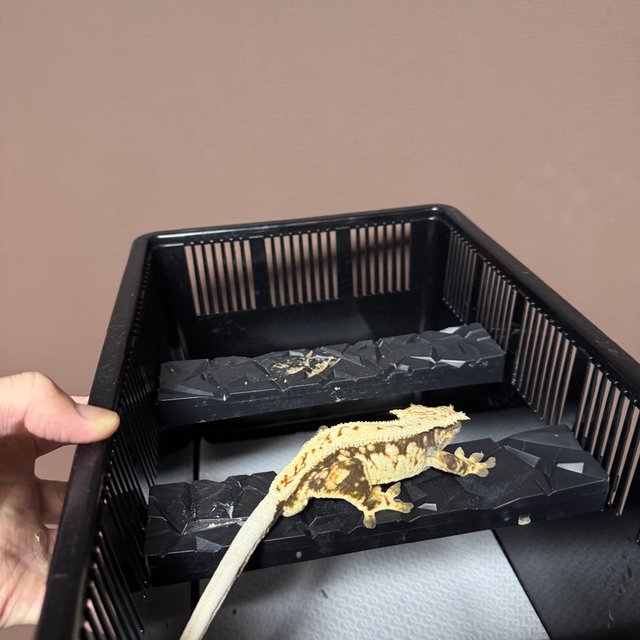 노멀 트라이 풀핀 핀스트라이프 드리피