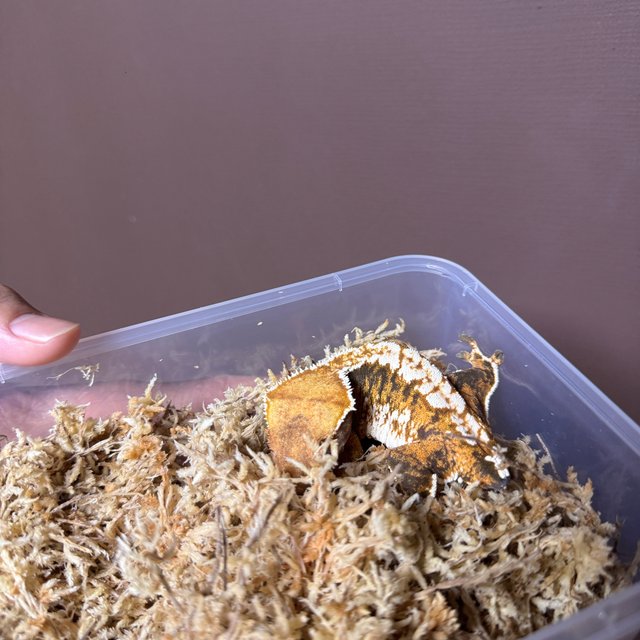 텐저린 트라이 익스트림할리퀸 젠젝스