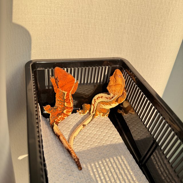 텐저린 트라이 화이트스팟 바브