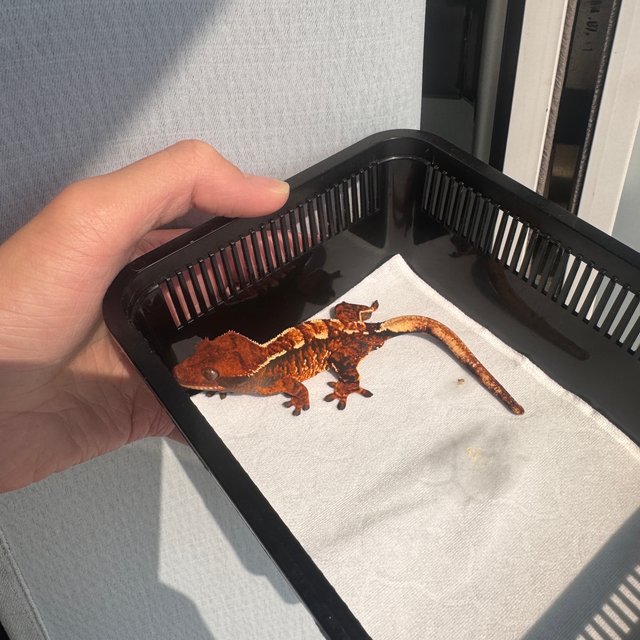 텐저린 트라이 화이트스팟 바브