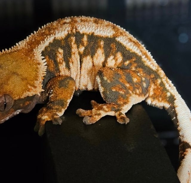 텐저린 익스트림할리퀸