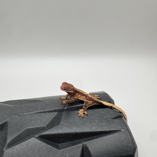 텐저린 트라이 화이트스팟 바브