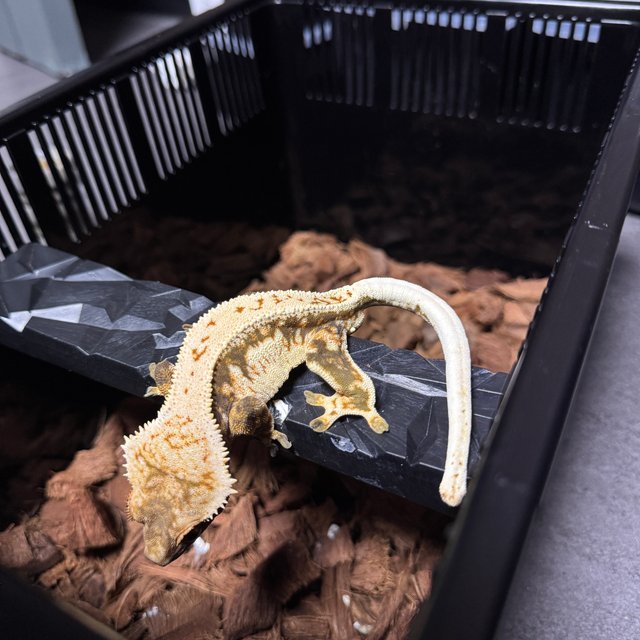 노멀 트라이 풀핀 핀스트라이프 드리피