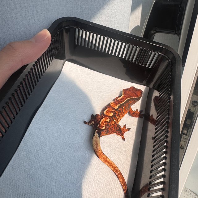 텐저린 트라이 화이트스팟 바브