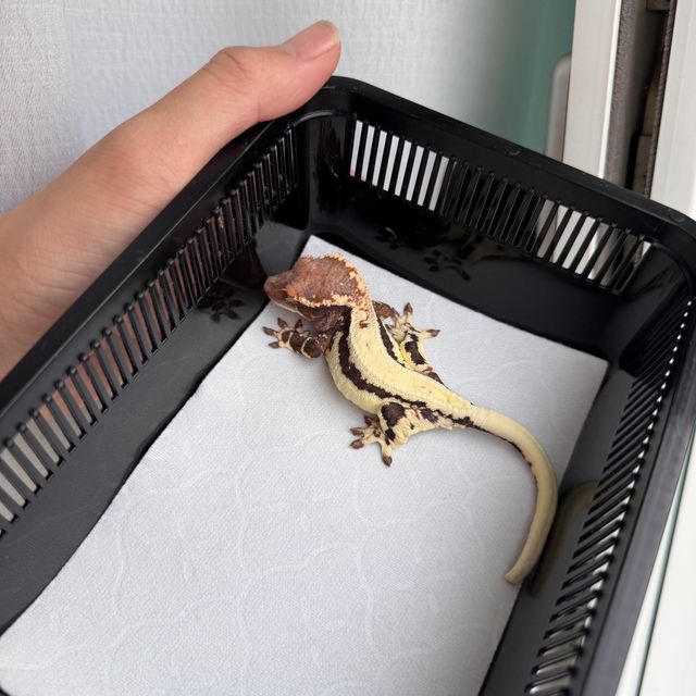 블랙 텐저린 프라푸치노